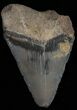 Bargain Bone Valley Megalodon Tooth #11091-1